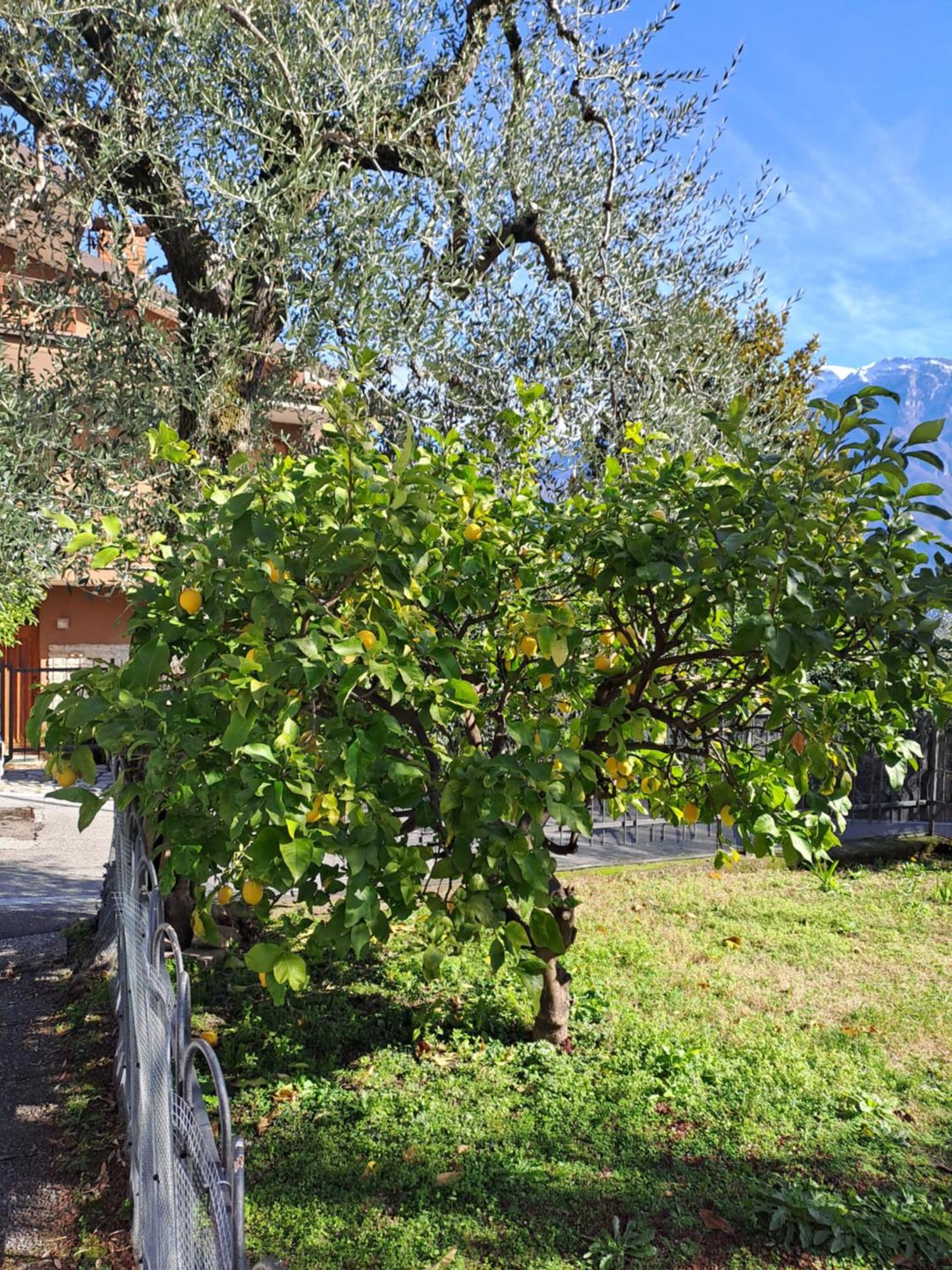 Oma Margareta Apartment Limone sul Garda Esterno foto