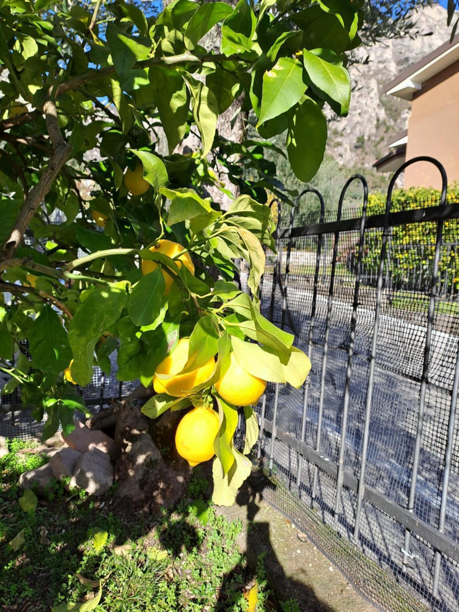 Oma Margareta Apartment Limone sul Garda Esterno foto